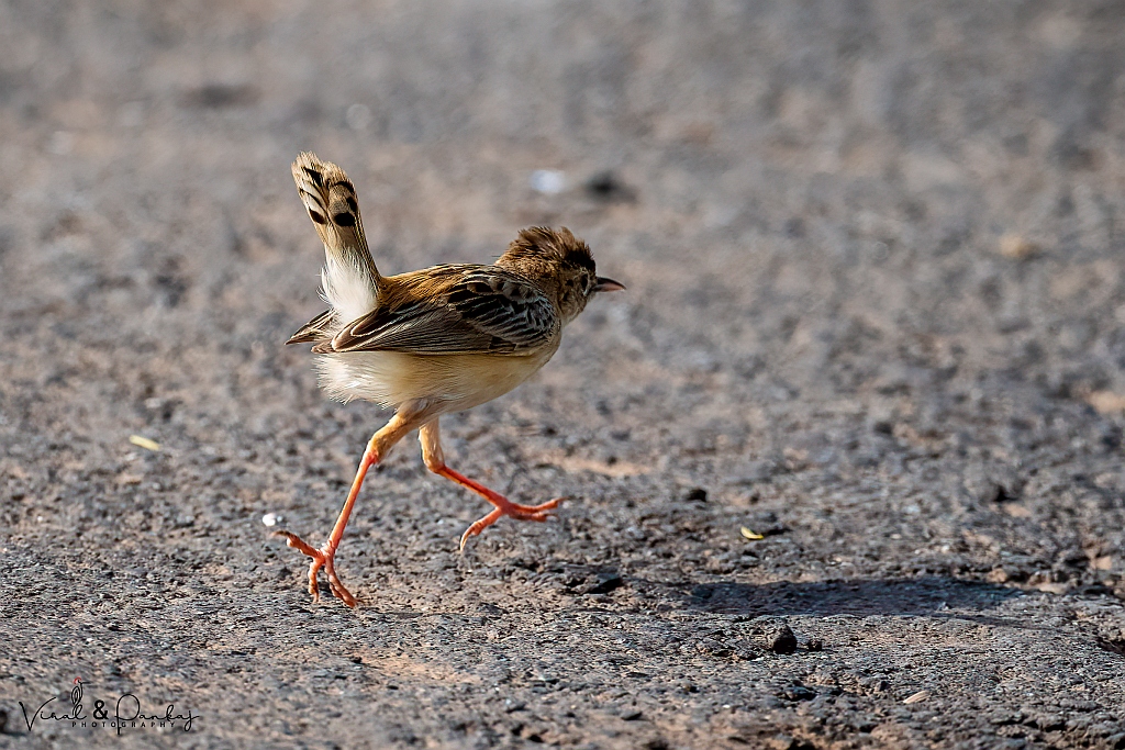 Zitting Cisticola
